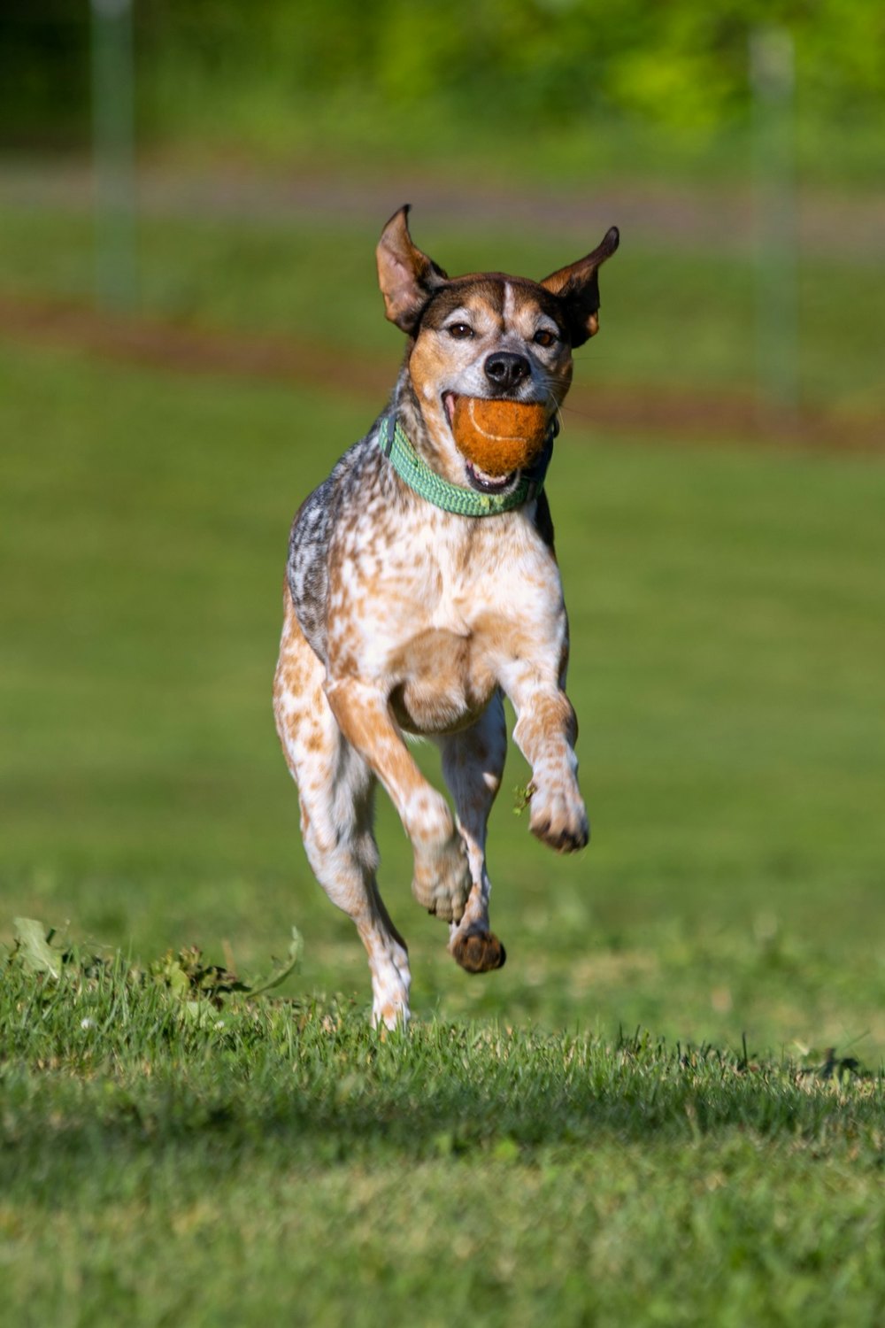 The original photograph: a spotted dog running on grass with a ball in its mouth
